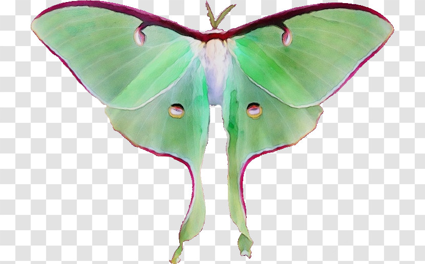Silkworm Insects Brush-footed Butterflies Lepidoptera Stx Eu.tm Energy Nr Dl Transparent PNG