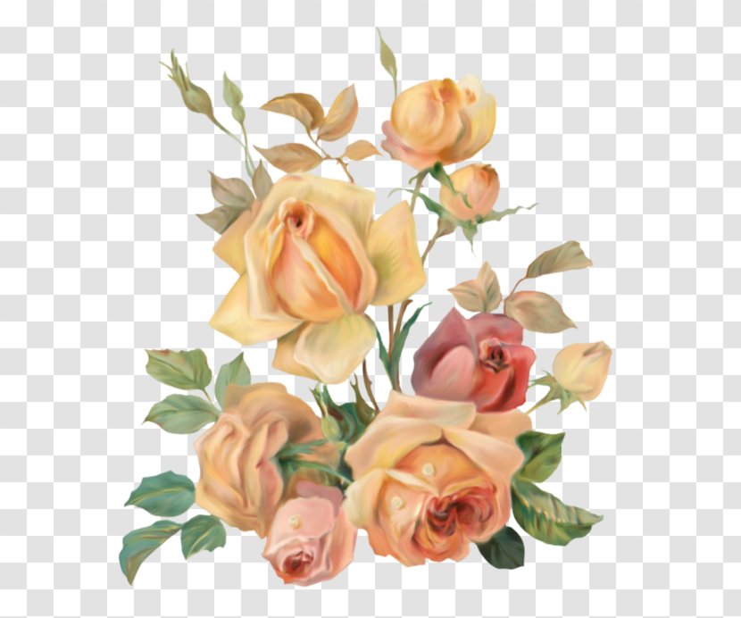 Garden Roses Adobe Photoshop Clip Art Cabbage Rose - Peach - Brown Flowers Transparent PNG