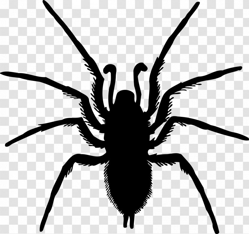 Spider Silhouette Drawing - Art Transparent PNG