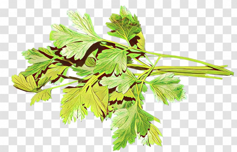 Parsley - Flower - Leaf Vegetable Plane Transparent PNG