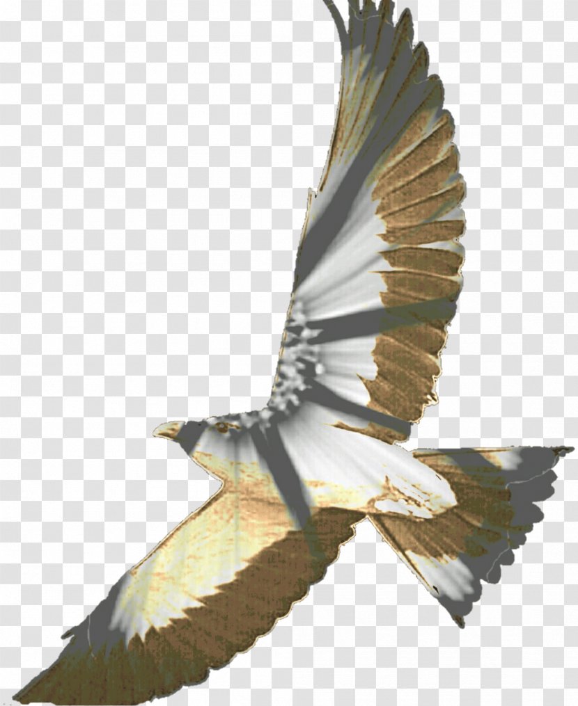 Bird Of Prey - Hawk - Blue Transparent PNG