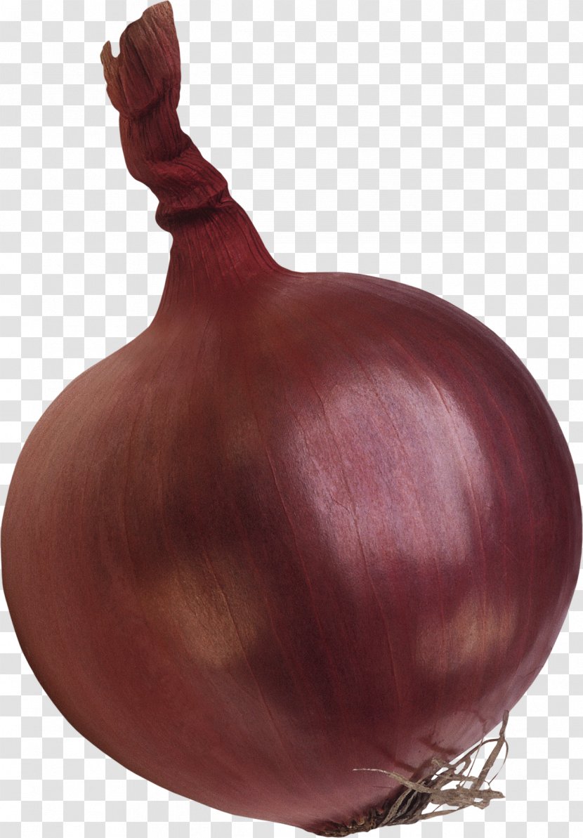 Shallot Red Onion Yellow Garlic - Designer Transparent PNG