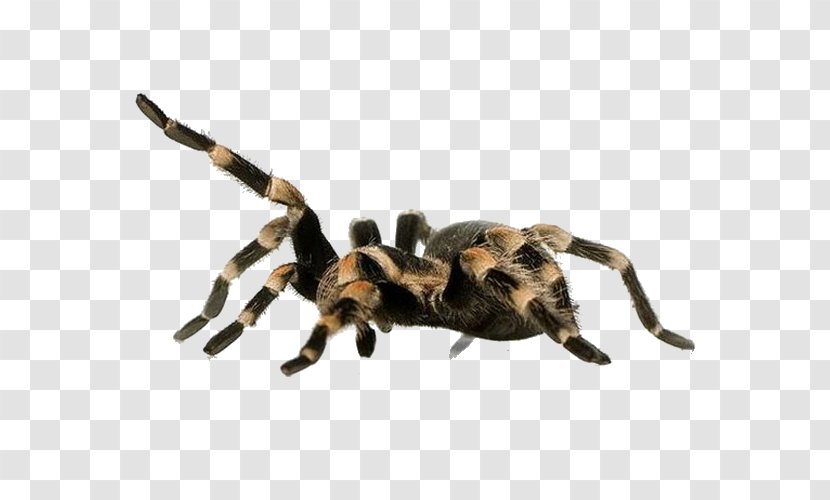Spider Aphonopelma Chalcodes Brachypelma Vagans Harpactira Tarantulas/Tarantulas - Plush Transparent PNG