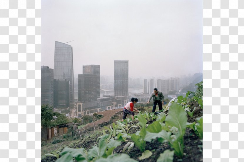 China Urban Agriculture City Farmer: Adventures In Food Growing - Recreation - Farm Transparent PNG