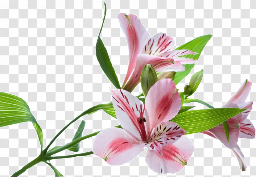 Flower Stock Photography Floral Design Illustration - Alstroemeriaceae Transparent PNG