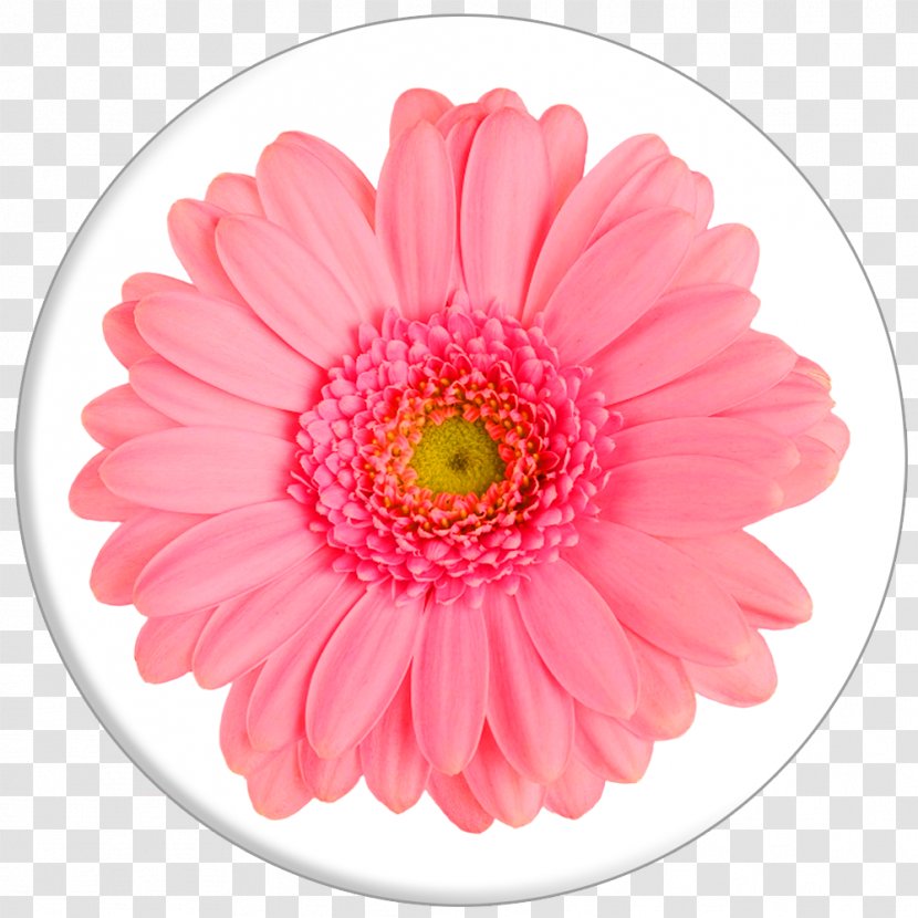 Cut Flowers Chrysanthemum Barberton Daisy Canvas Print Transparent PNG