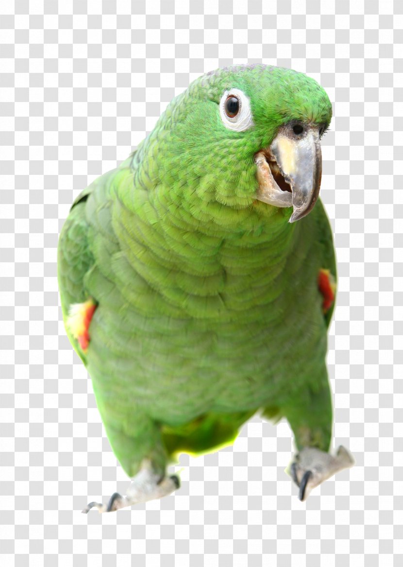 Parrot Southern Mealy Amazon Bird Turquoise-fronted Yellow-shouldered - Aliexpress - Watching You Transparent PNG