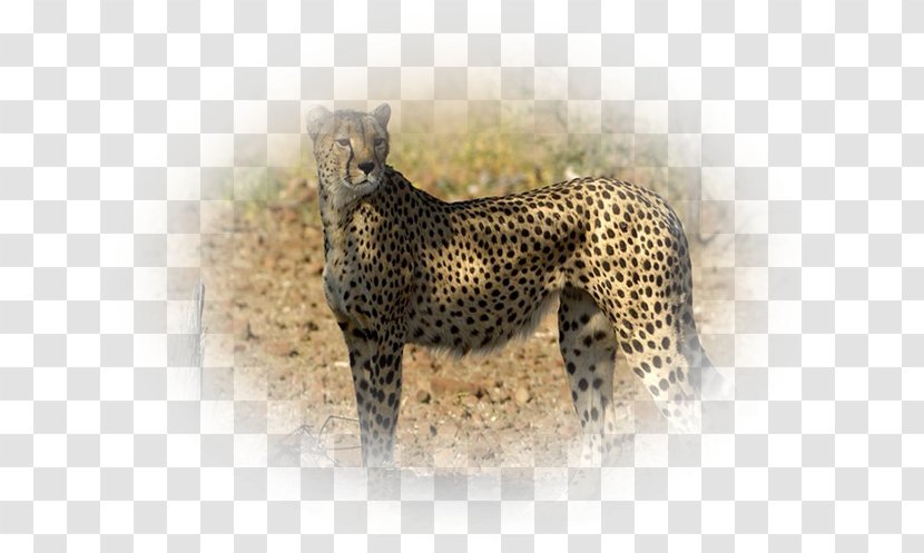 Cheetah Leopard Jaguar Cat Terrestrial Animal - Wildlife - Lynx Mall Transparent PNG