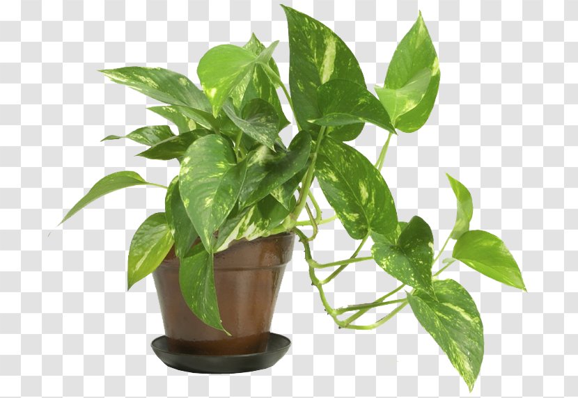 Popular Houseplants Indoor Plants Devil's Ivy - Plant Stem - House Transparent PNG