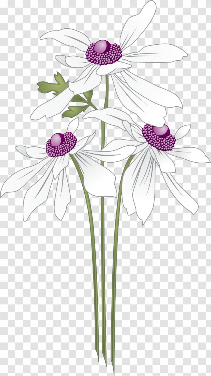 VECTOR FLOWERS - Daisy Family - Cut Flowers Transparent PNG