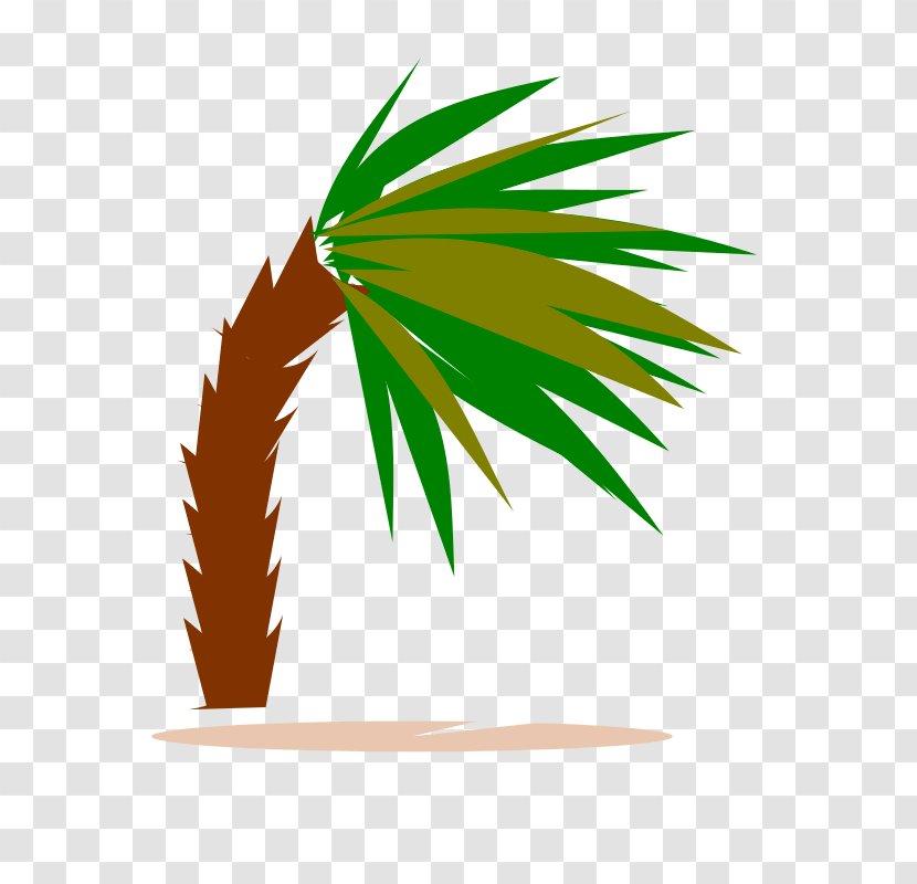 Palm Trees Clip Art Image Rhynchophorus Ferrugineus - Tree - Path Transparent PNG