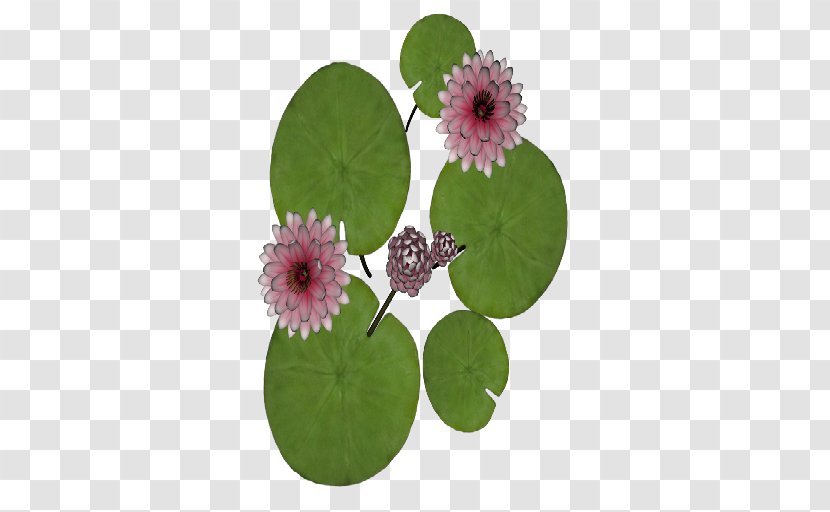 Plant Flowerpot - Waterlily Transparent PNG