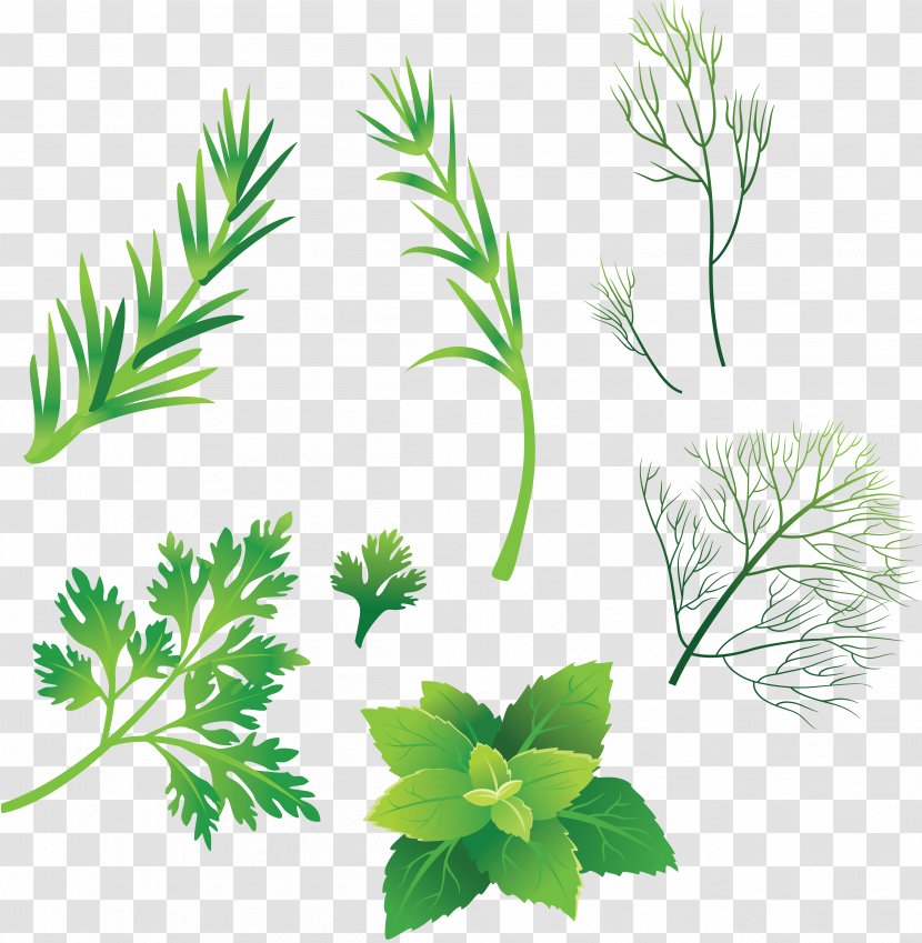 Drawing Herb Download Clip Art - Information - Peppermint Transparent PNG