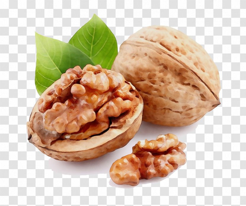 Tree Watercolor - Walnut - Nuts Seeds Cuisine Transparent PNG