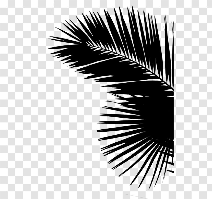 Palm Trees Leaf (Black & White) 0 Graphics Share - Style - Blanket Transparent PNG