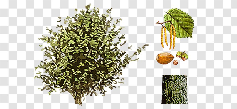 Common Hazel Shrub Hazelnut Seed Catkin - Avellana Tuerca Arbusto Transparent PNG