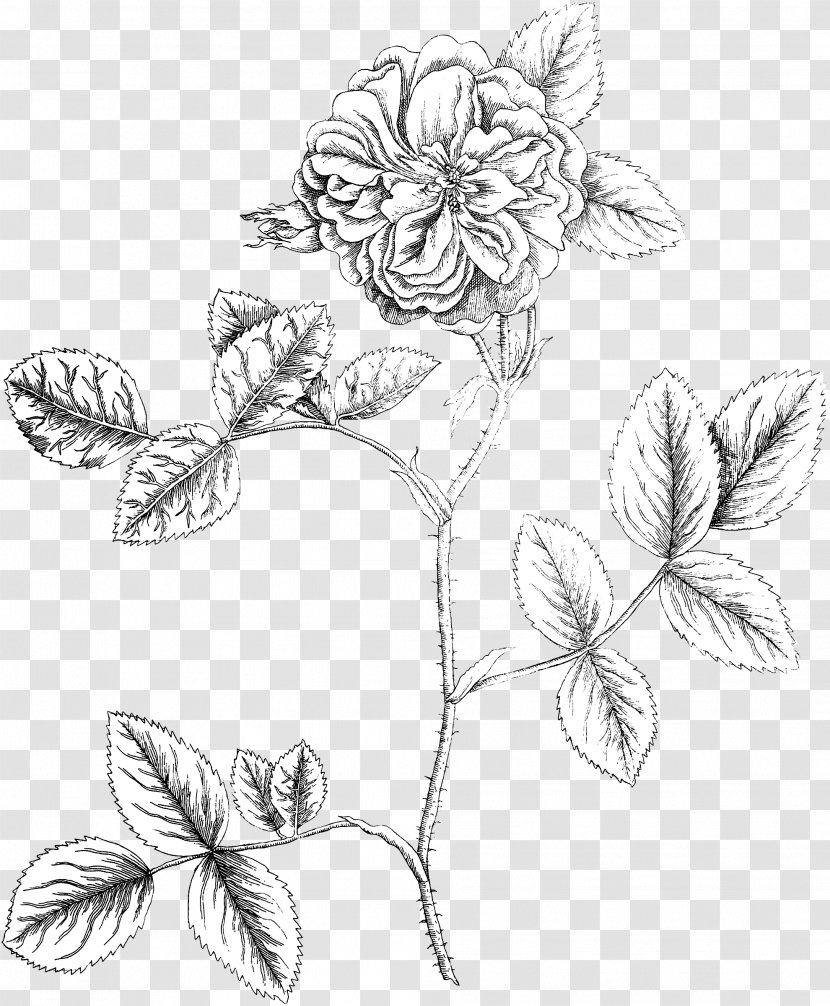 Floral Design Botany Botanical Illustration Flower - Moths And Butterflies - Damask Rose Transparent PNG