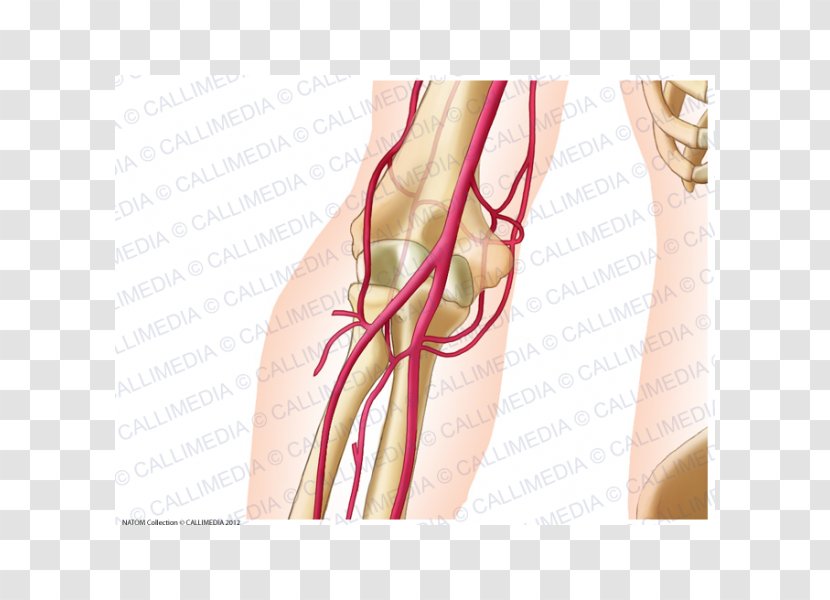 Elbow Ulnar Artery Anatomy Radial - Heart - Watercolor Transparent PNG
