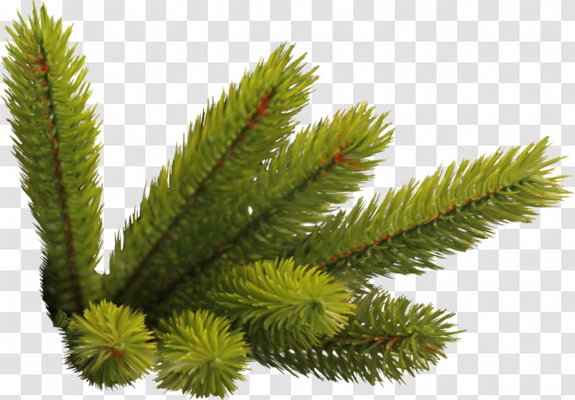 Fraser Fir Christmas Spruce New Year Tree Pre-lit - Twigs Transparent PNG