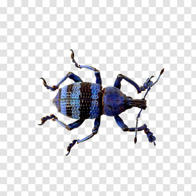 Beetle - Weevil - Insects, Fish Transparent PNG