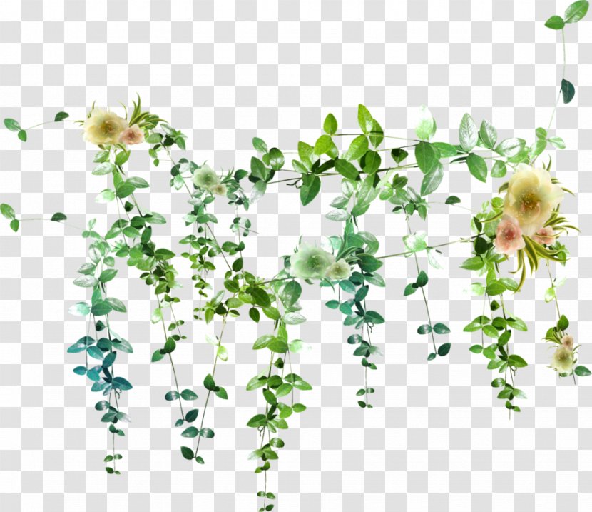 Flowers Background - Plant - Ivy Family Wildflower Transparent PNG