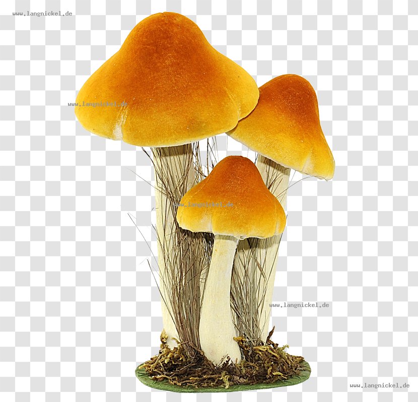 Fungus Edible Mushroom Yellow Orange Centimeter - Ch Transparent PNG