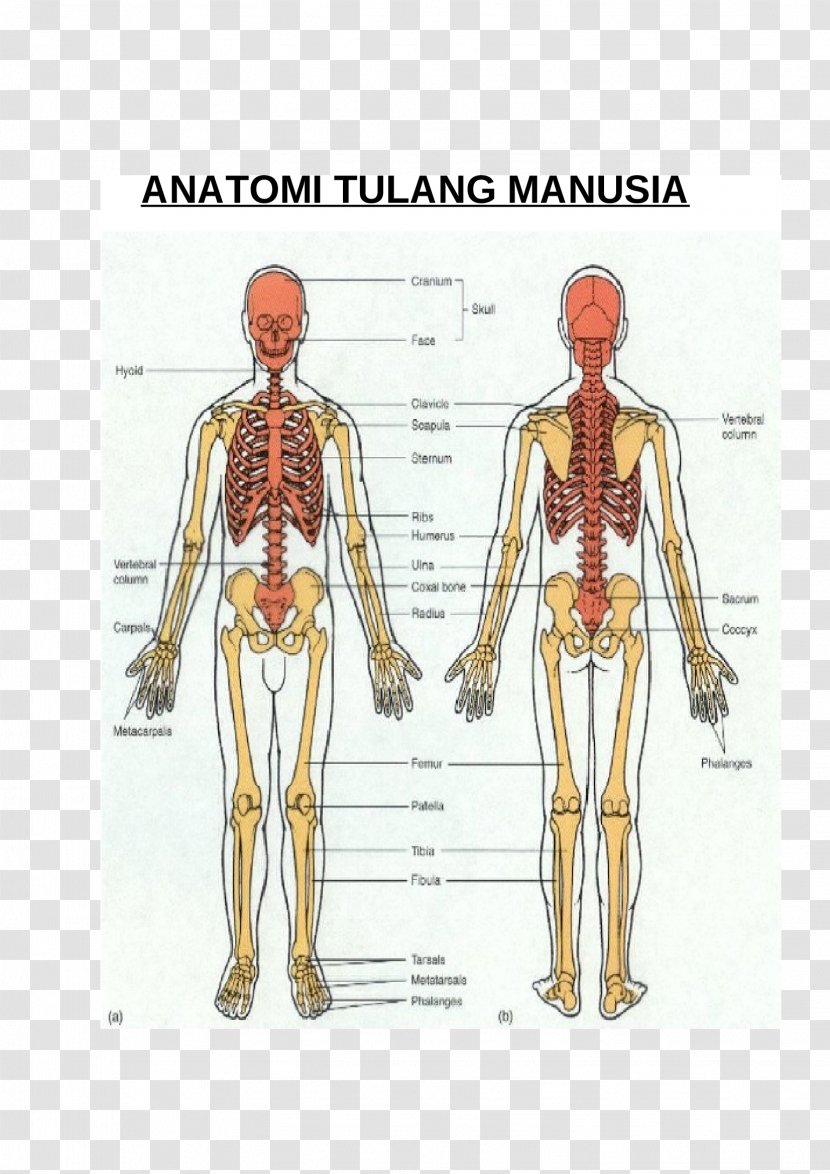 Human Skeleton Bone Appendicular Shoulder - Frame Transparent PNG