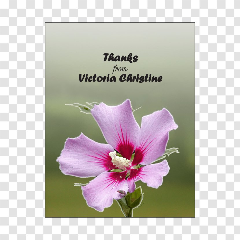 Rosemallows Violet Magenta Herbaceous Plant Plants - Invitation Cover Transparent PNG