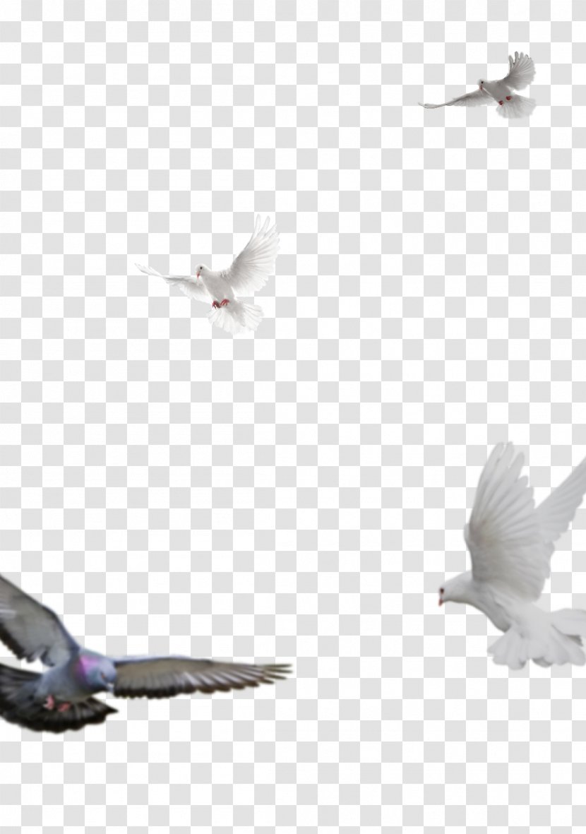 Columbidae Feather Domestic Pigeon Beak Stock - Tail Transparent PNG