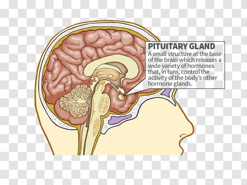 The Pituitary Gland Endocrine Anterior - Tree - Frame Transparent PNG
