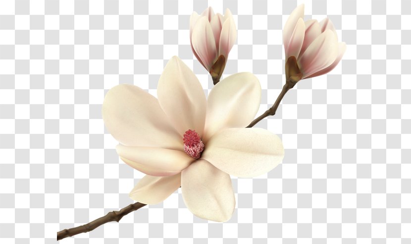Southern Magnolia Fraseri Clip Art - Stock Photography - Cliparts Transparent PNG