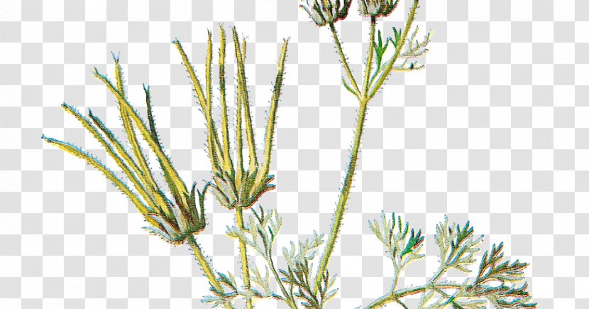 Familiar Wild Flowers Sweet Cicely - Alamy - Flower Transparent PNG