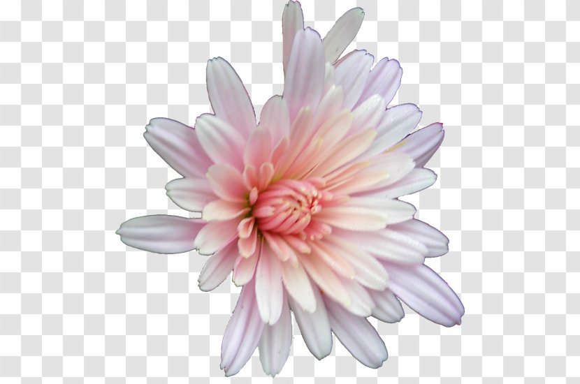 Chrysanthemum Marguerite Daisy Family Transvaal Aster Transparent PNG