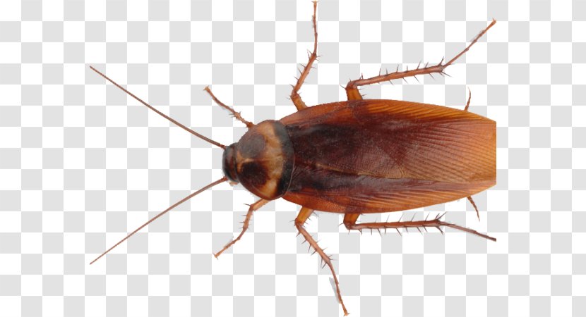 Cockroach Insect Pest Control Mosquito Roach Bait - Blister Beetles - Spray Transparent PNG