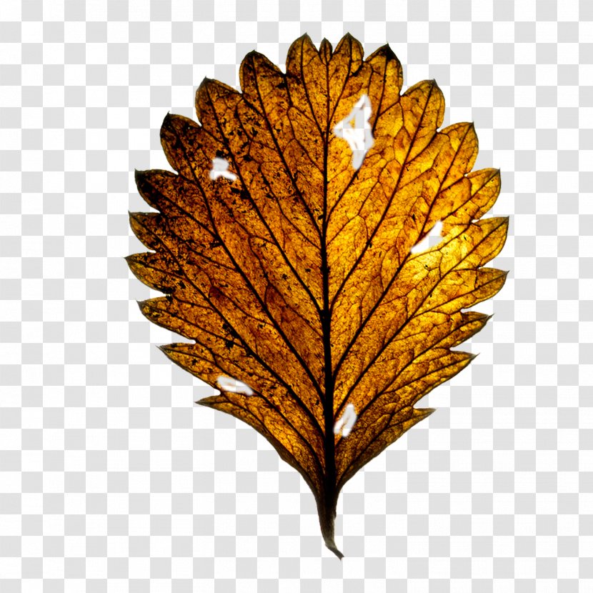 Royalty-free Clip Art - Tree - Maple Leaf Transparent PNG