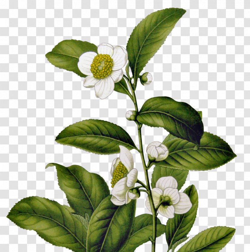 Green Tea Camellia Sinensis Tetley History Of In India - Culture - The Ceremony Transparent PNG