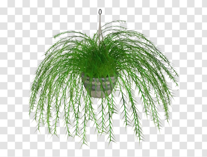 Fern - Terrestrial Plant - Pine Feather Transparent PNG