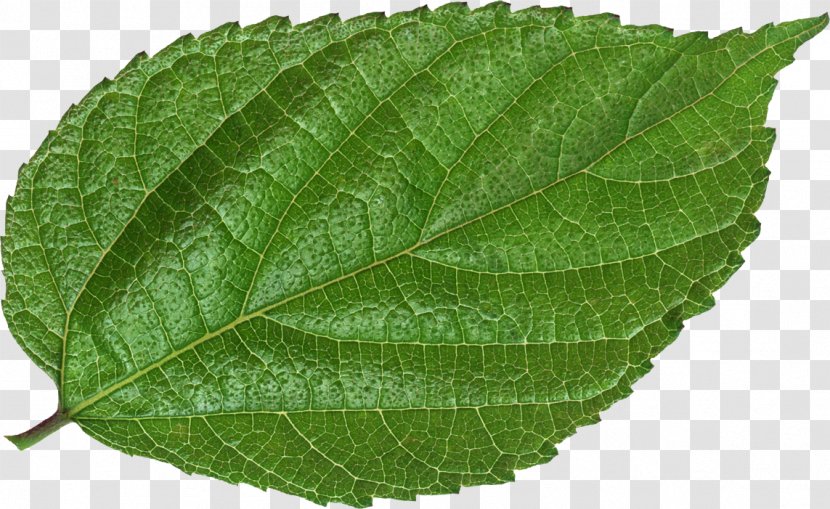 Leaf Green Image Photography Vector Graphics - Bladnerv Transparent PNG