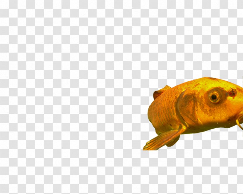 Goldfish Feeder Fish - Bony - Finger Transparent PNG