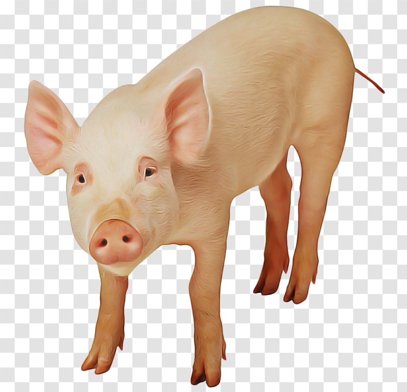 Veganism Carnism Pig Dierenbescherming Animal - Ideology - Fawn Pigs Ear Transparent PNG