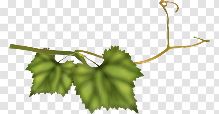 Grape Twig Plant Stem Leaf Line - Vitis Transparent PNG