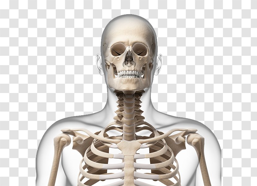 Human Skeleton Neck Bone Skull - Heart - Picture Transparent PNG