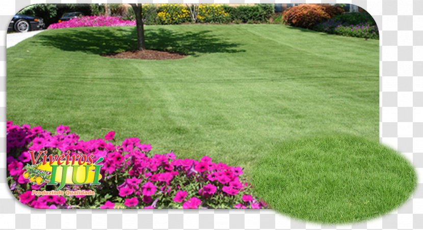 Zoysia Tenuifolia Backyard Lawn Walkway Groundcover - Lawngrass - Grama Transparent PNG