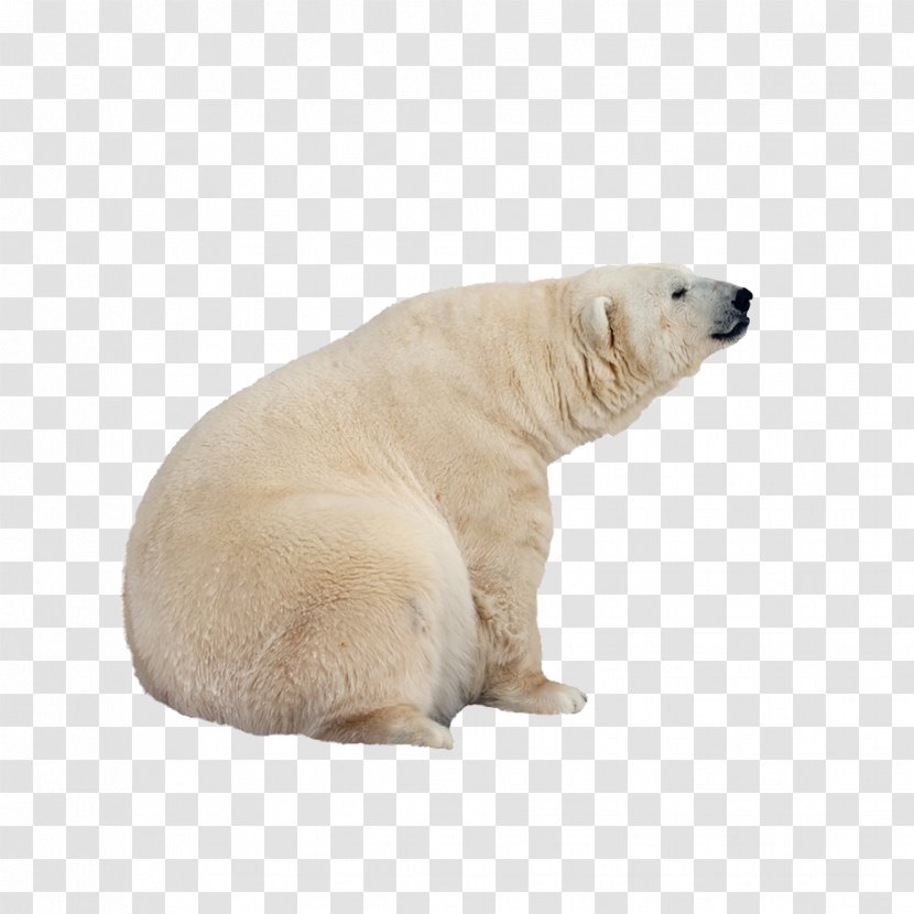 International Polar Bear Day - Flower Transparent PNG