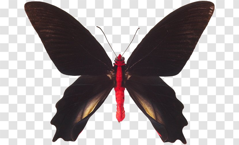 Butterfly Nymphalidae Insect Red-bodied Swallowtail Atrophaneura Semperi Transparent PNG