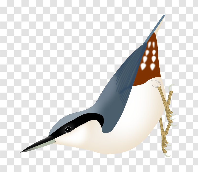 Bird Eurasian Nuthatch Passerine Beak - Drawing Transparent PNG