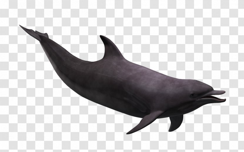 Tucuxi Wholphin Rough-toothed Dolphin Common Bottlenose White-beaked - Marine Fish Cartoon Image Transparent PNG