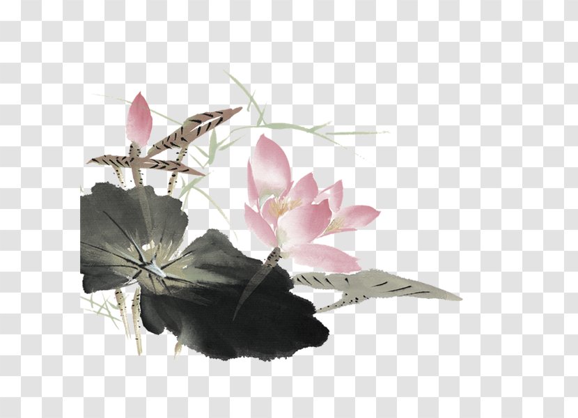 Nelumbo Nucifera Download - Flowering Plant - Lotus Transparent PNG