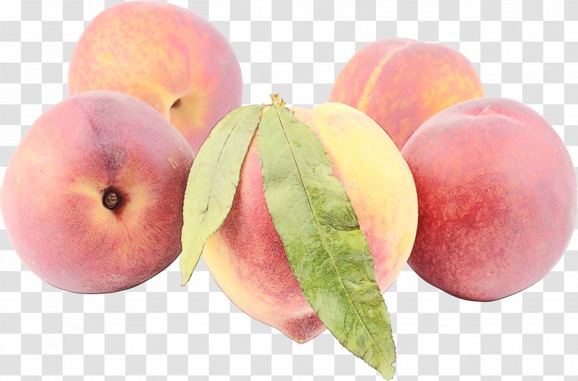 Fruit Tree - Peach - Superfood Drupe Transparent PNG