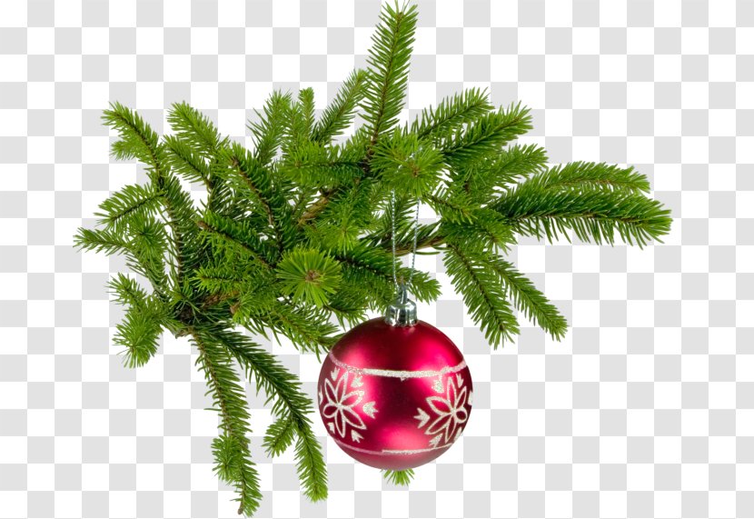 Christmas Tree Nordmann Fir Santa Claus - Conifer Transparent PNG
